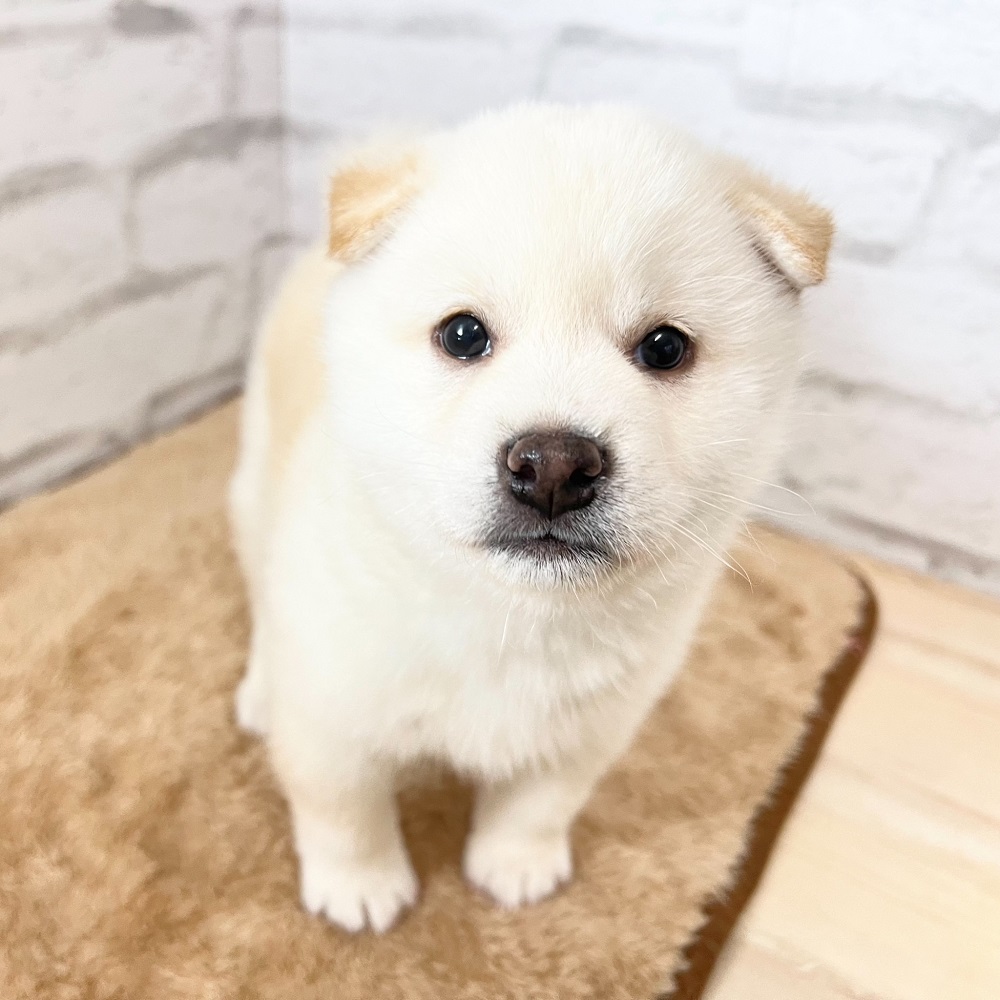 ご飯大好きガッシリ体型の柴犬ちゃん♥＊ペットショップ犬の家